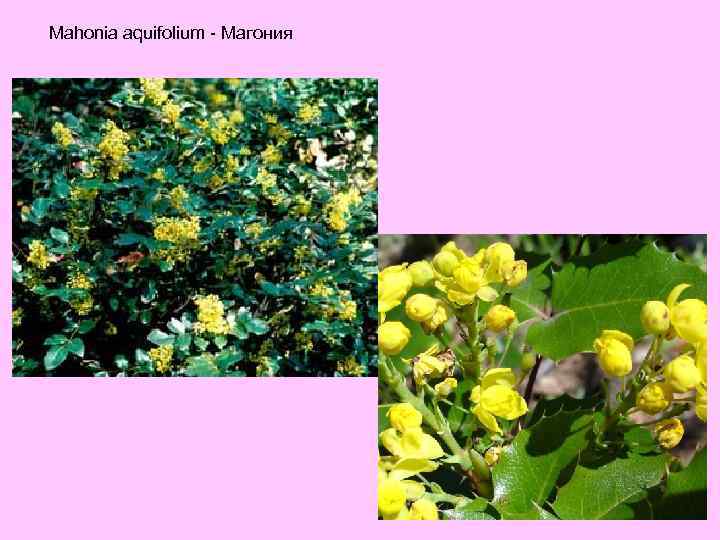 Mahonia aquifolium - Магония 