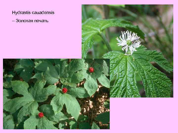 Hydrastis cauadensis – Золотая печать 