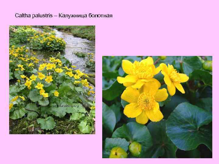 Caltha palustris – Калужница болотная 