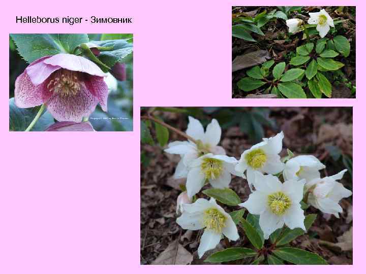 Helleborus niger - Зимовник 