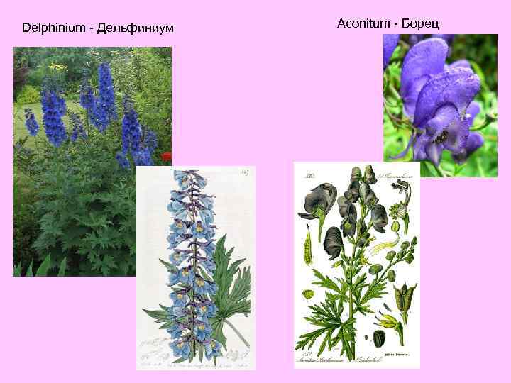 Delphinium - Дельфиниум Aconitum - Борец 