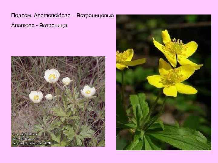 Подсем. Anemonoideae – Ветреницевые Anemone - Ветреница 