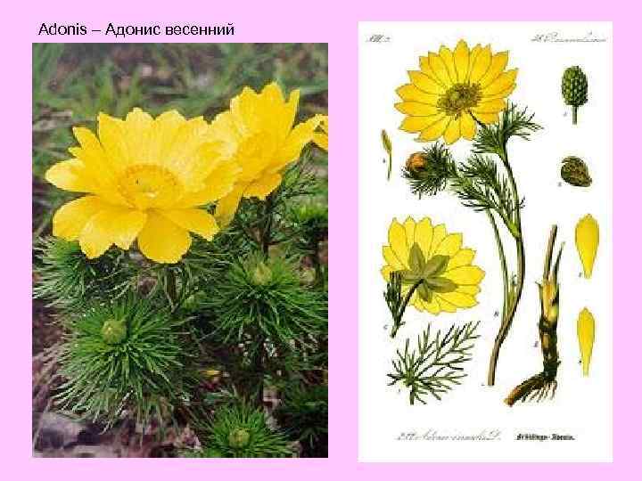 Adonis – Адонис весенний 