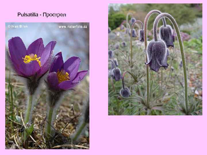 Pulsatilla - Прострел 