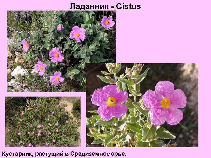 Ладанник - Cistus Кустарник, растущий в Средиземноморье. 