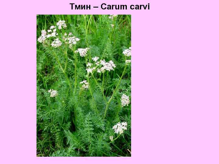 Тмин – Carum carvi 