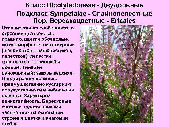 Класс Dicotyledoneae - Двудольные Подкласс Sympetalae - Спайнолепестные Пор. Верескоцветные - Ericales Отличительная особенность