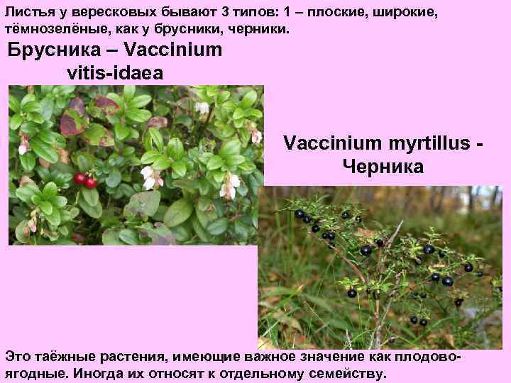 Листья у вересковых бывают 3 типов: 1 – плоские, широкие, тёмнозелёные, как у брусники,