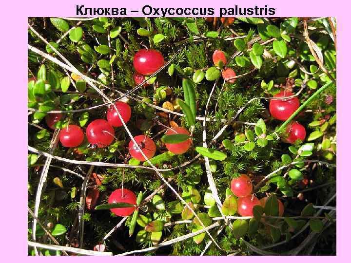 Клюква – Oxycoccus palustris 