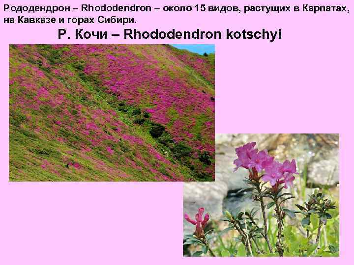 Рододендрон – Rhododendron – около 15 видов, растущих в Карпатах, на Кавказе и горах