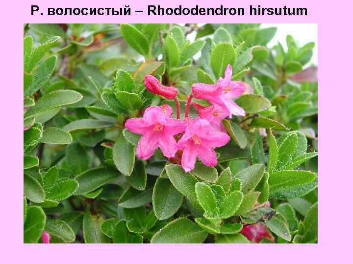 Р. волосистый – Rhododendron hirsutum 