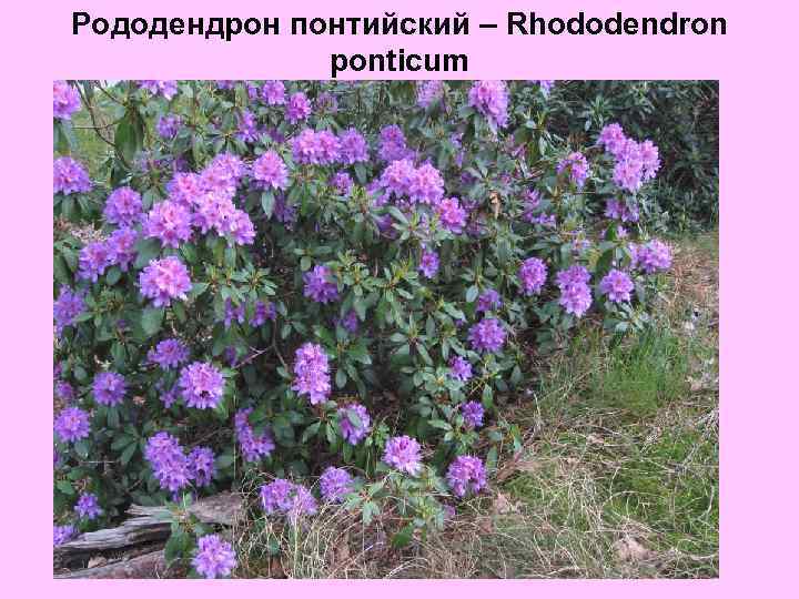 Рододендрон понтийский – Rhododendron ponticum 