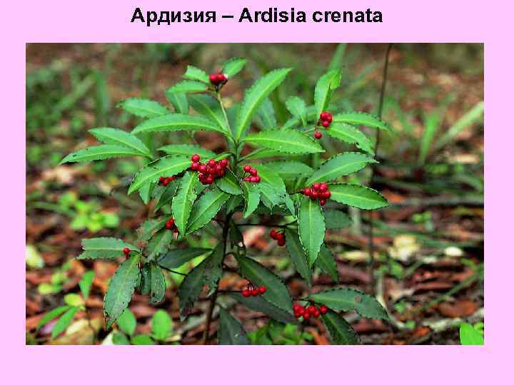 Ардизия – Ardisia crenata 