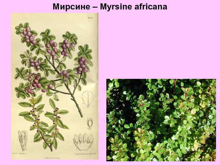 Мирсине – Myrsine africana 