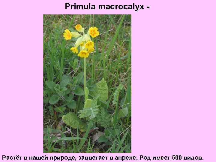 Primula macrocalyx - Растёт в нашей природе, зацветает в апреле. Род имеет 500 видов.