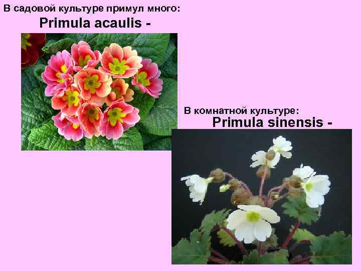 В садовой культуре примул много: Primula acaulis - В комнатной культуре: Primula sinensis -