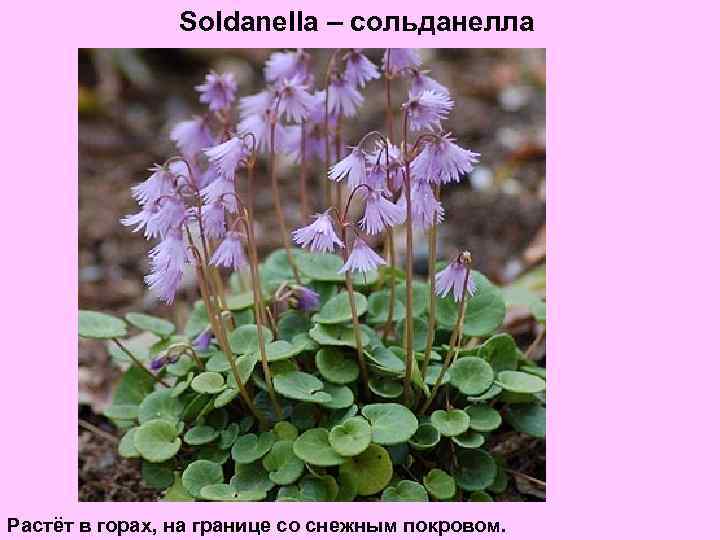 Soldanella – сольданелла Растёт в горах, на границе со снежным покровом. 