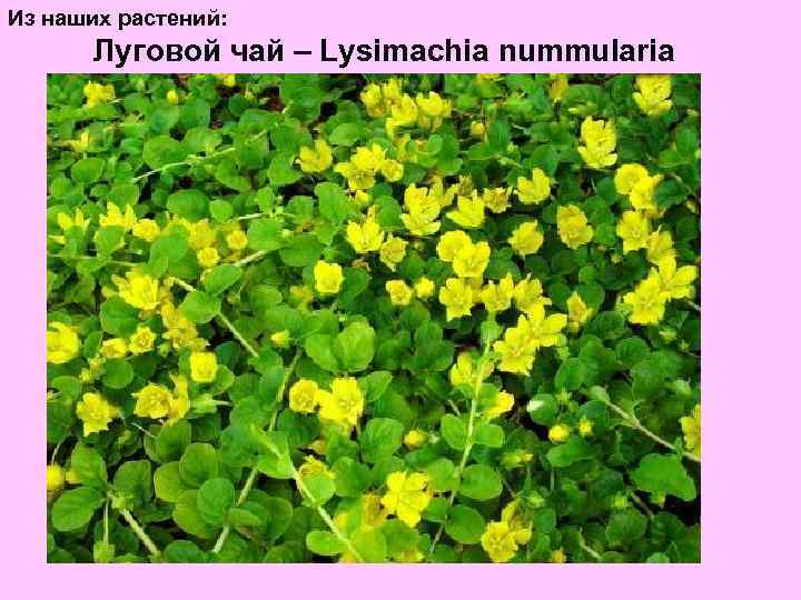 Из наших растений: Луговой чай – Lysimachia nummularia 