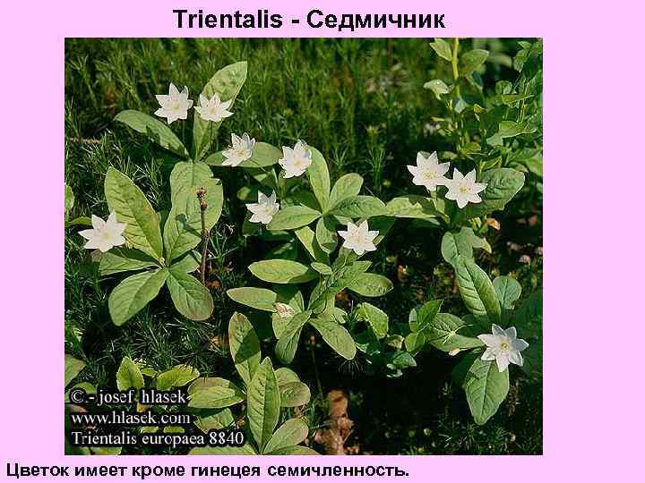 Trientalis - Седмичник Цветок имеет кроме гинецея семичленность. 