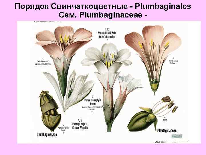 Порядок Свинчаткоцветные - Plumbaginales Сем. Plumbaginaceae - 