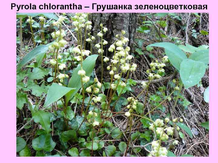 Pyrola chlorantha – Грушанка зеленоцветковая 