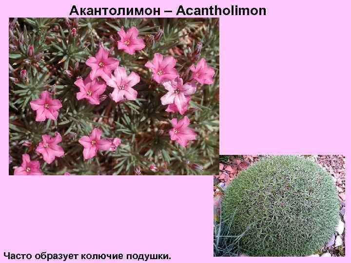 Акантолимон – Acantholimon Часто образует колючие подушки. 