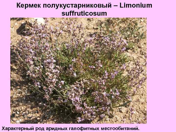 Кермек полукустарниковый – Limonium suffruticosum Характерный род аридных галофитных местообитаний. 