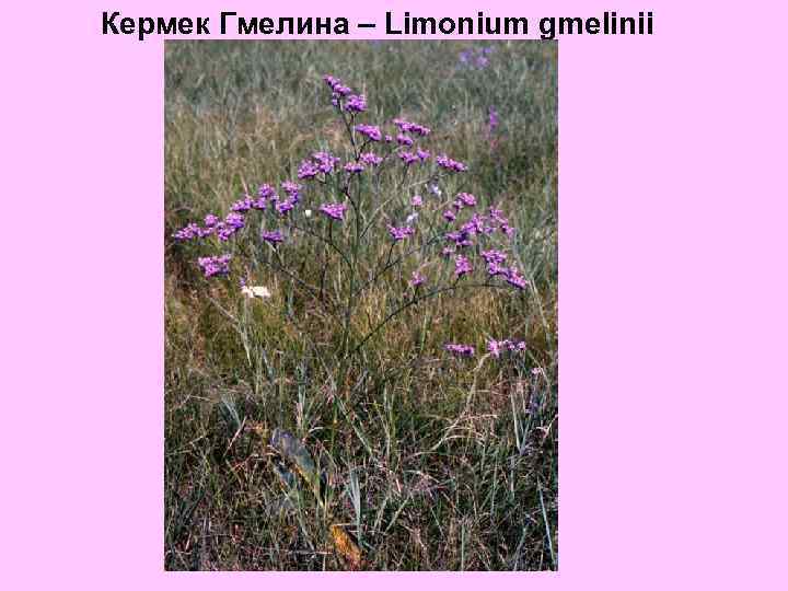 Кермек Гмелина – Limonium gmelinii 