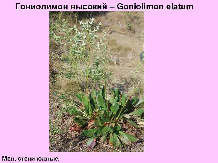 Гониолимон высокий – Goniolimon elatum Мел, степи южные. 