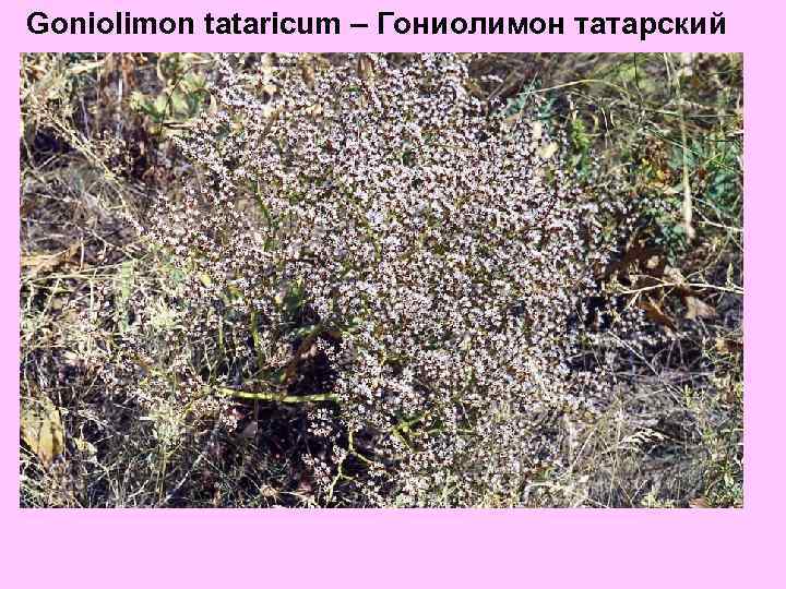 Goniolimon tataricum – Гониолимон татарский 