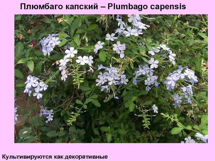 Плюмбаго капский – Plumbago capensis Культивируются как декоративные 