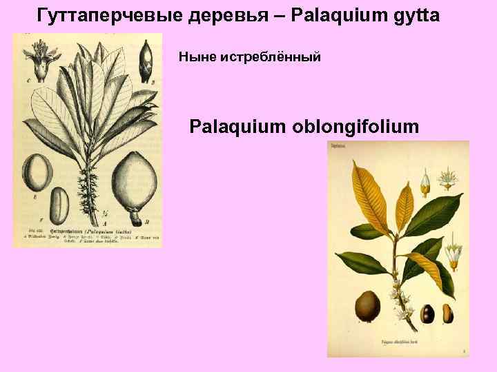 Гуттаперчевые деревья – Palaquium gytta Ныне истреблённый Palaquium oblongifolium 