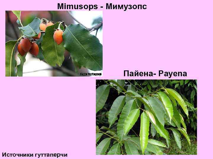 Mimusops - Мимузопс Пайена- Payena Источники гуттаперчи 