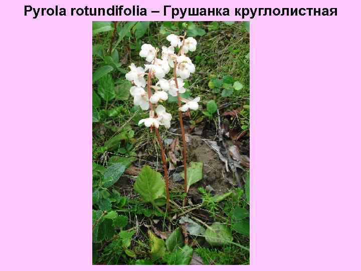 Pyrola rotundifolia – Грушанка круглолистная 