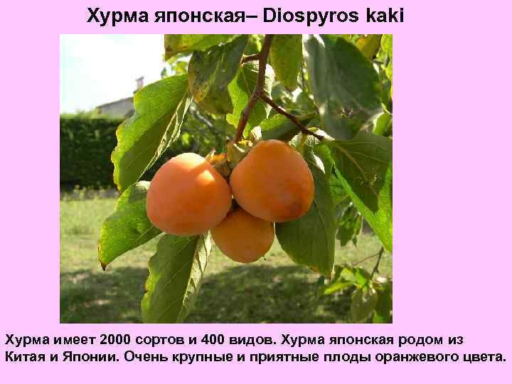 Хурма японская– Diospyros kaki Хурма имеет 2000 сортов и 400 видов. Хурма японская родом