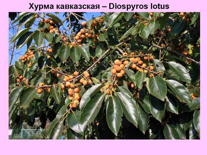 Хурма кавказская – Diospyros lotus 