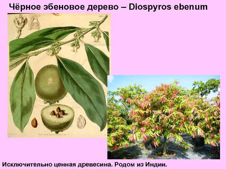 Чёрное эбеновое дерево – Diospyros ebenum Исключительно ценная древесина. Родом из Индии. 