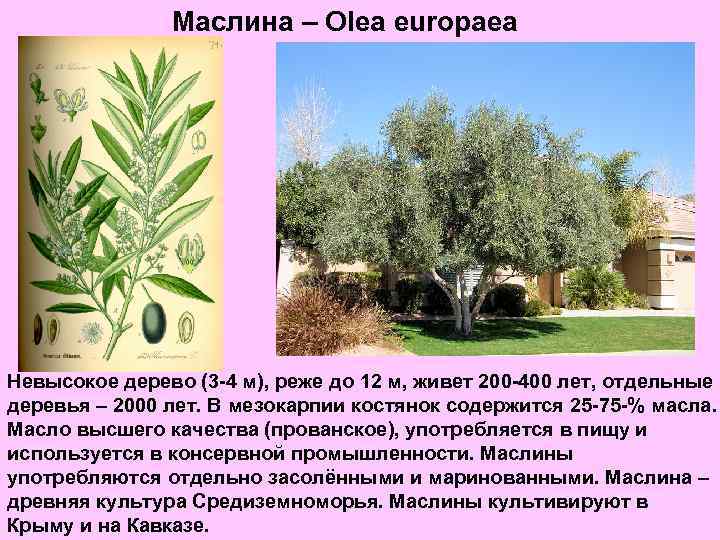 Маслина – Olea europaea Невысокое дерево (3 -4 м), реже до 12 м, живет