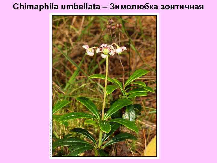 Chimaphila umbellata – Зимолюбка зонтичная 