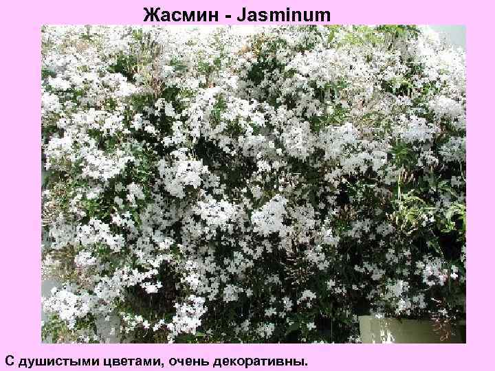 Жасмин - Jasminum С душистыми цветами, очень декоративны. 