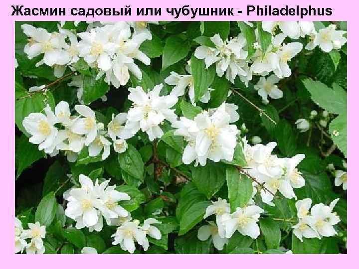 Жасмин садовый или чубушник - Philadelphus 