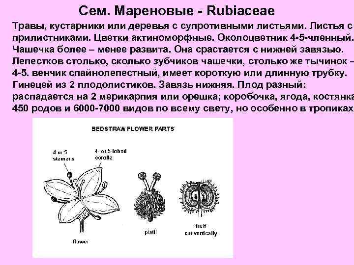 Сем. Мареновые - Rubiaceae Травы, кустарники или деревья с супротивными листьями. Листья с прилистниками.