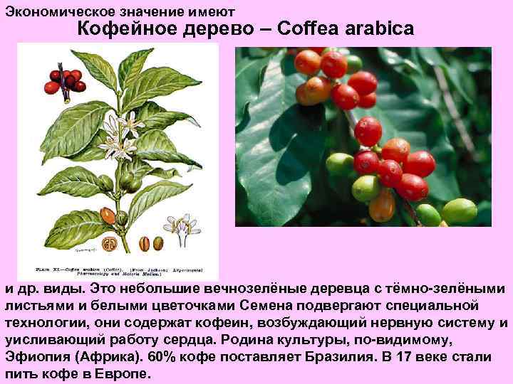 Экономическое значение имеют Кофейное дерево – Coffea arabica и др. виды. Это небольшие вечнозелёные