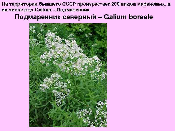 На территории бывшего СССР произрастает 200 видов мареновых, в их числе род Galium –