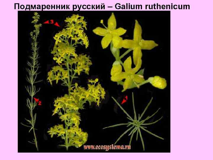 Подмаренник русский – Galium ruthenicum 