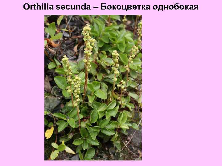 Orthilia secunda – Бокоцветка однобокая 