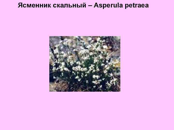 Ясменник скальный – Asperula petraea 