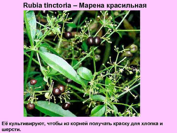 Rubia tinctoria – Марена красильная Её культивируют, чтобы из корней получать краску для хлопка