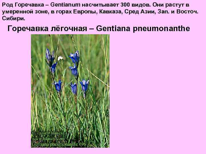 Род Горечавка – Gentianum насчитывает 300 видов. Они растут в умеренной зоне, в горах