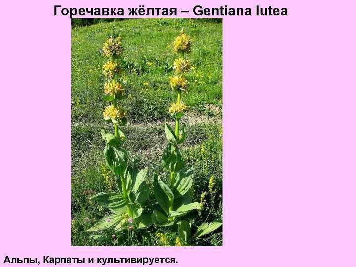 Горечавка жёлтая – Gentiana lutea Альпы, Карпаты и культивируется. 